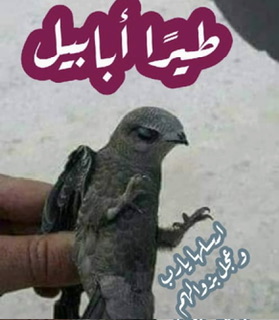 طائر الأبابيل..صفته و طقوسه