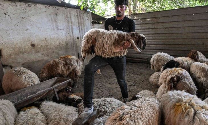 رسوم أردنية تدفع سوريا لتصدير أغنامها عبر العراق