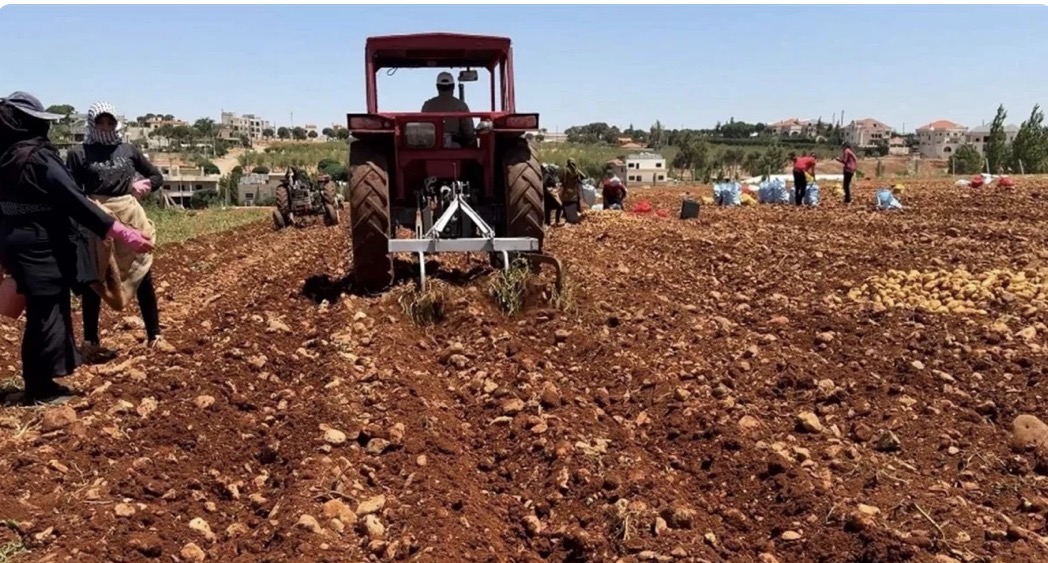 من الحقول إلى الأسواق... كارثة زراعية تهدد لبنان بالجوع