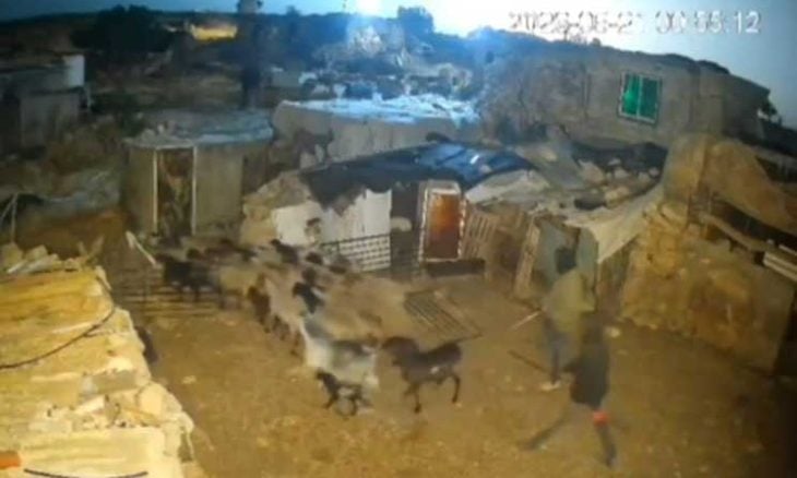 الضفة.. مستوطنون يسرقون قطيع أغنام في مسافر يطا- (شاهد)